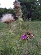 Image de Cirsium mexicanum DC.