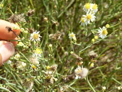 Image of Mexican-Devilweed