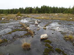 Image of Tundra sulphur lichen