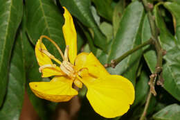 Image of Senna spinescens (Vogel) H. S. Irwin & Barneby