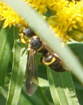 Image of Cerceris fumipennis Say 1837