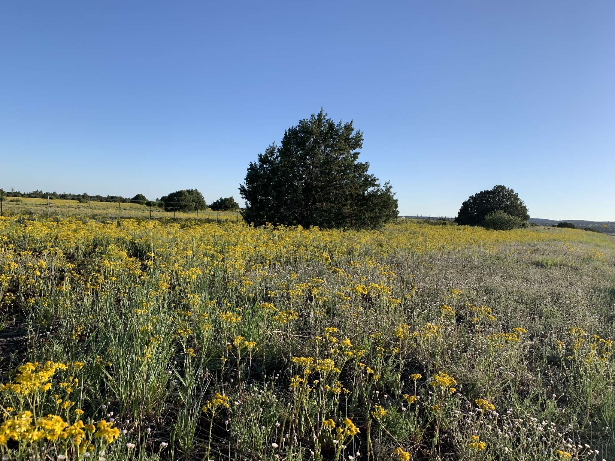 Image of New Mexico groundsel