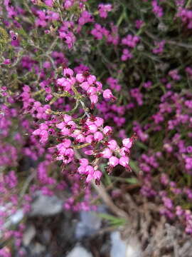 Image of Erica umbellata L.