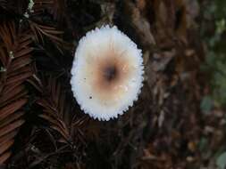 Image of Lepiota rubrotinctoides Murrill 1912