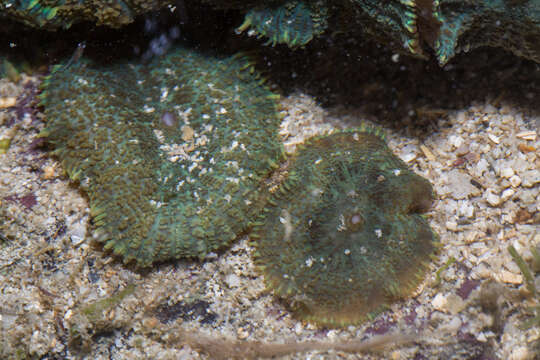 Image of Rhodactis bryoides Haddon & Shackleton 1893