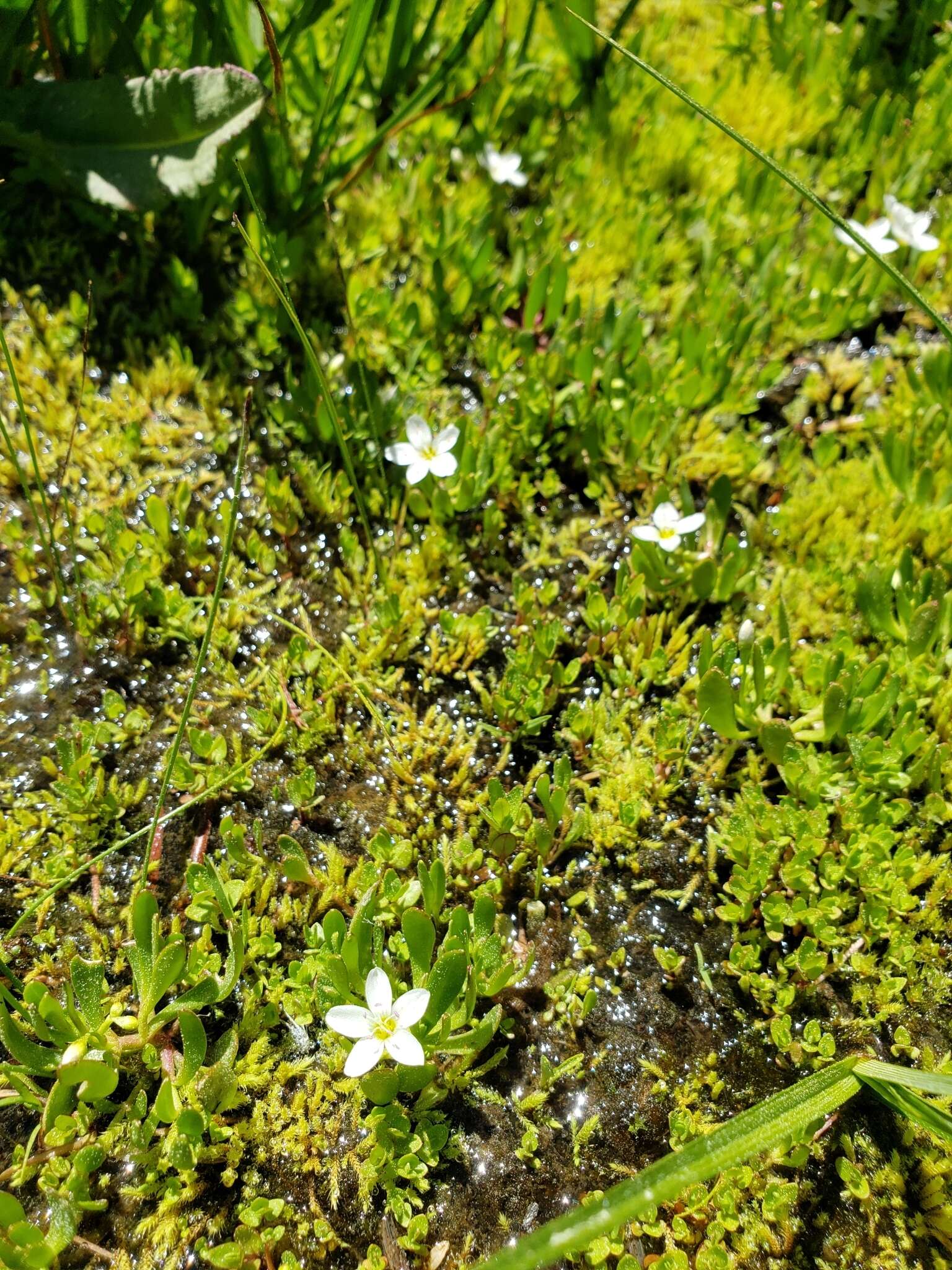 Image of water minerslettuce