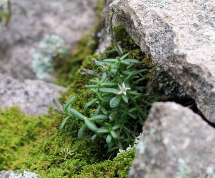 Sedum cockerellii Britton resmi