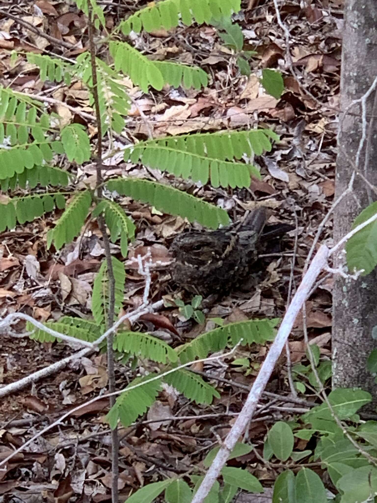 Image of Madagascan Nightjar