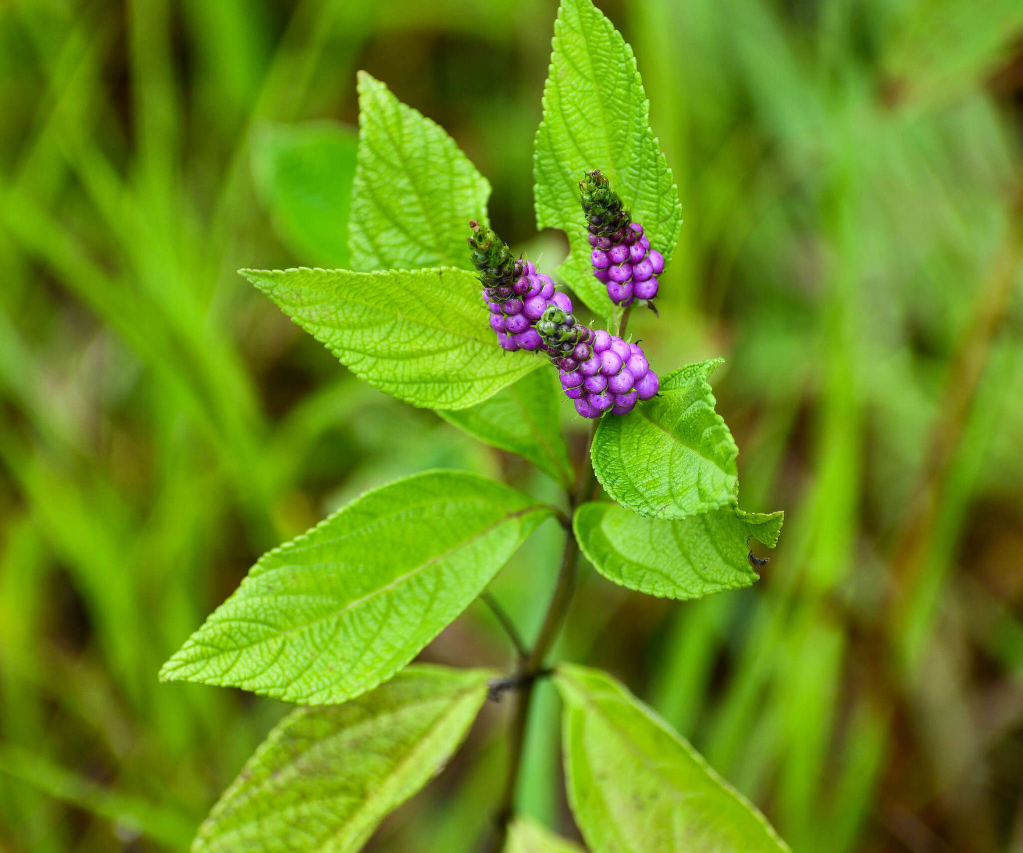 Image of threeleaf shrubverbena