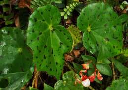 Image of Begonia motozintlensis Burt-Utley & Utley