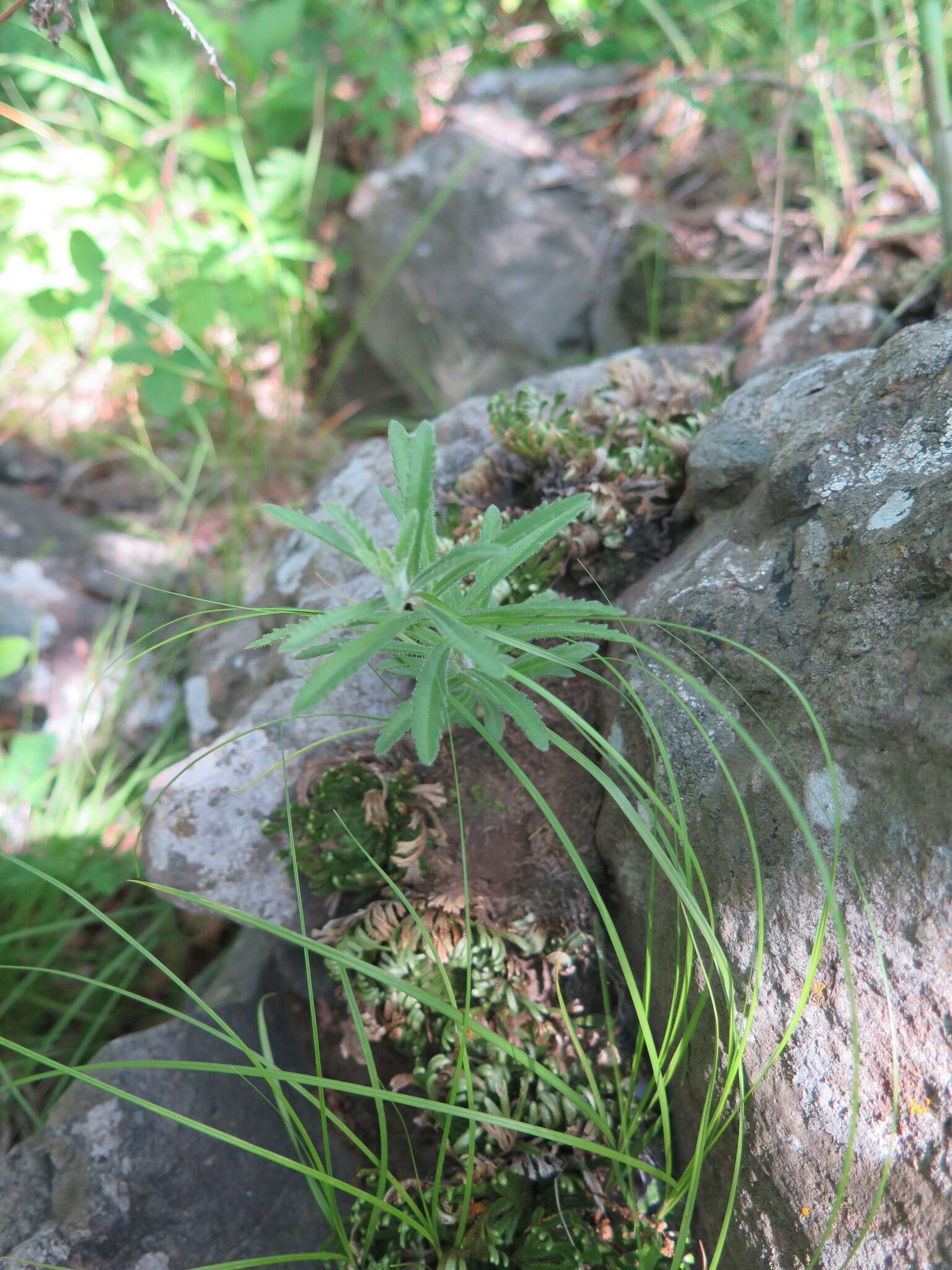 Image of <i>Sedum selskianum</i> Regel & Maak