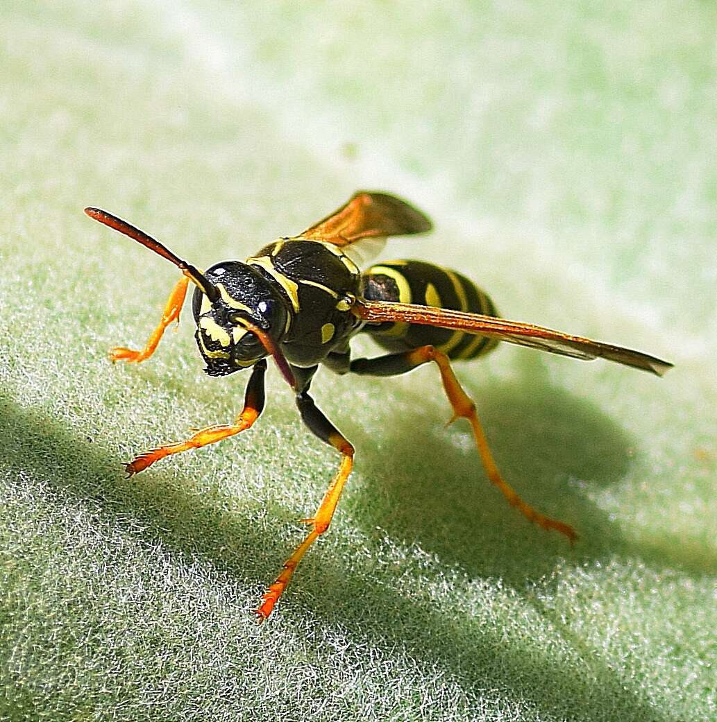 Polistes nimpha (Christ 1791)的圖片