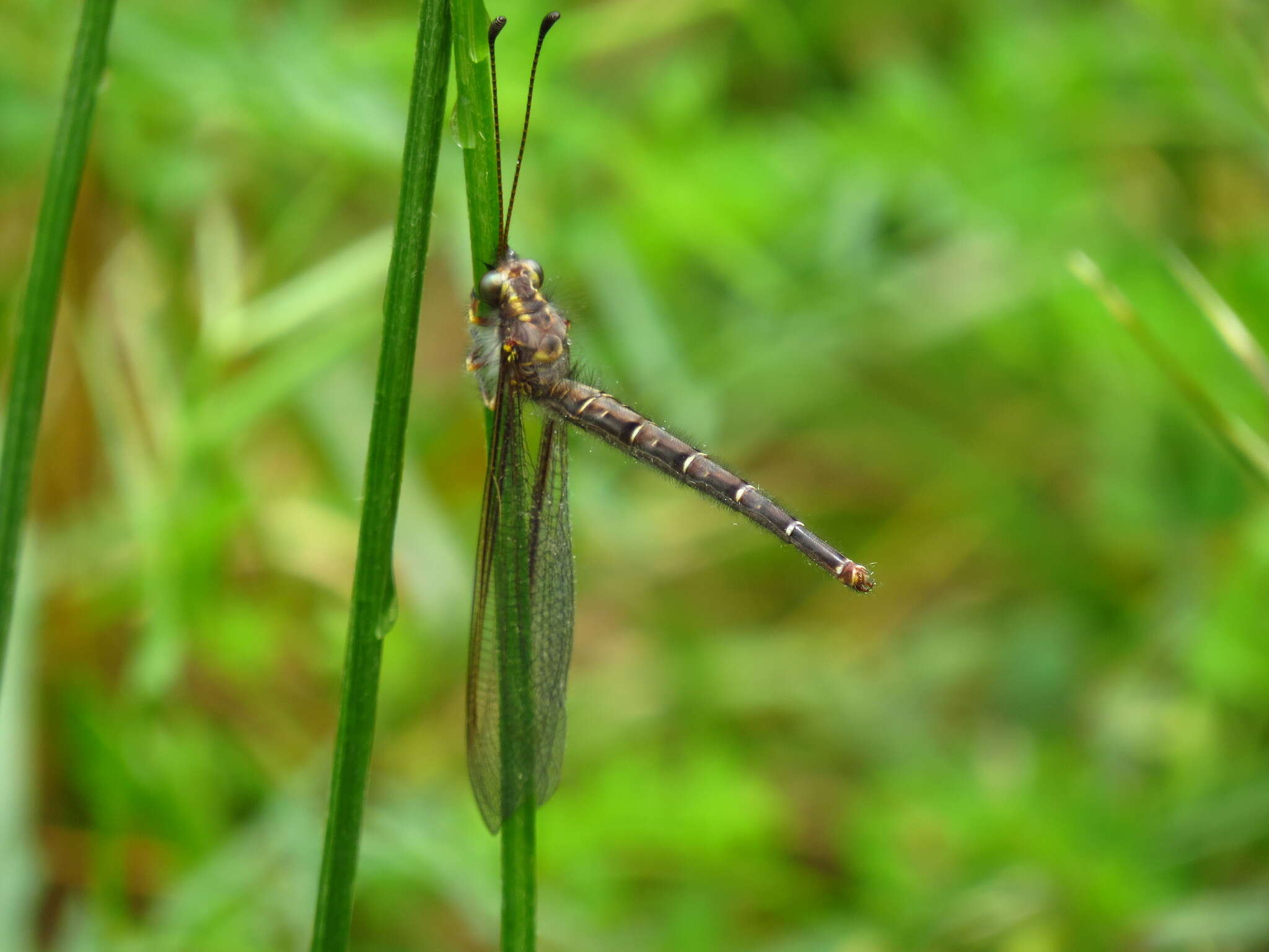 Sivun Ascaloptynx appendiculata (Fabricius 1793) kuva