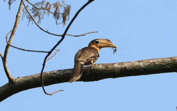 Imagem de Anorrhinus tickelli (Blyth 1855)