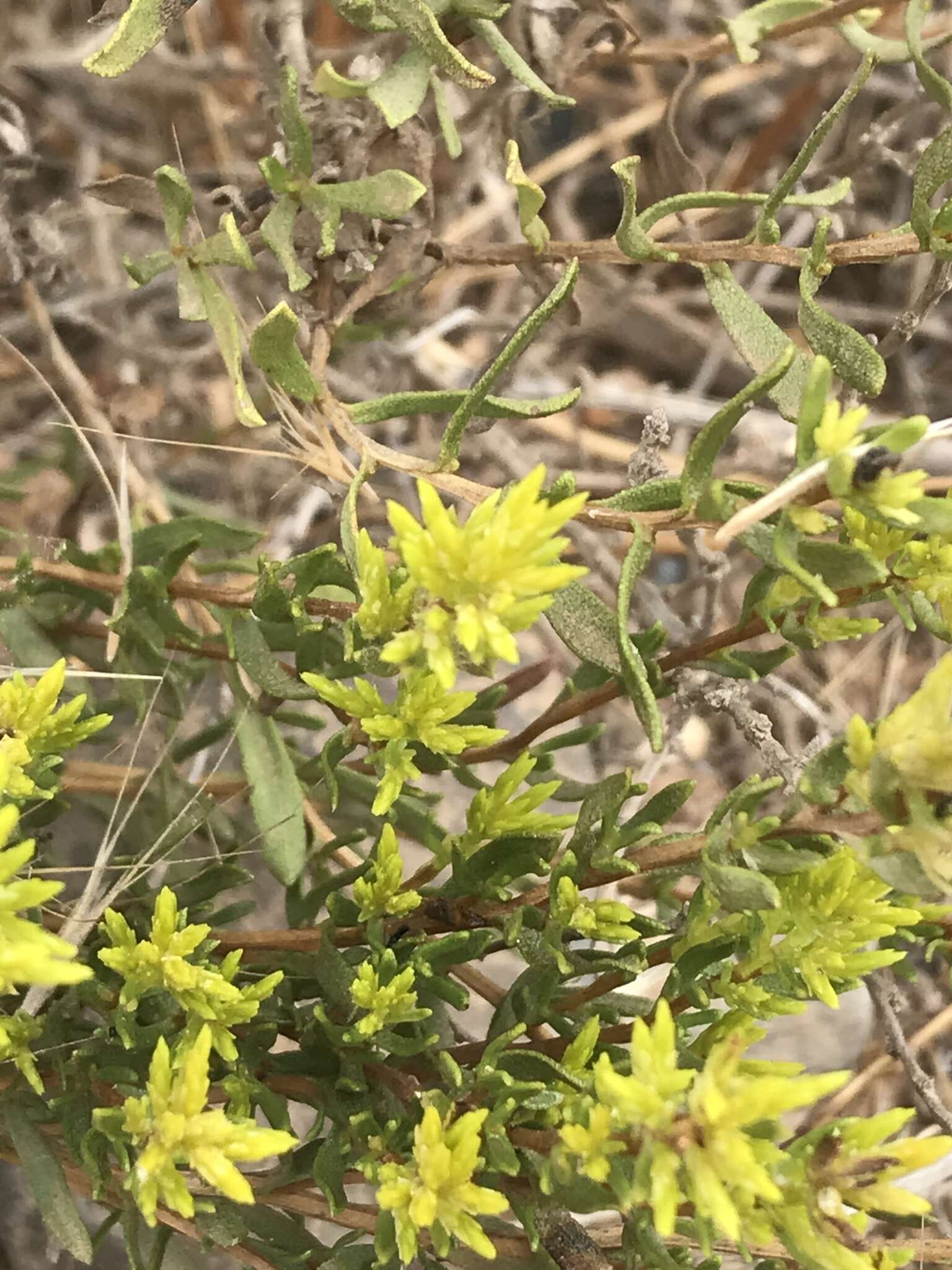 Image of Hazardia ferrisiae (Blake) W. D. Clark