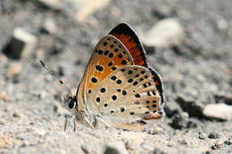 Image of <i>Lycaena ophion</i>