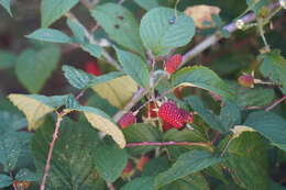 Image of Andes berry