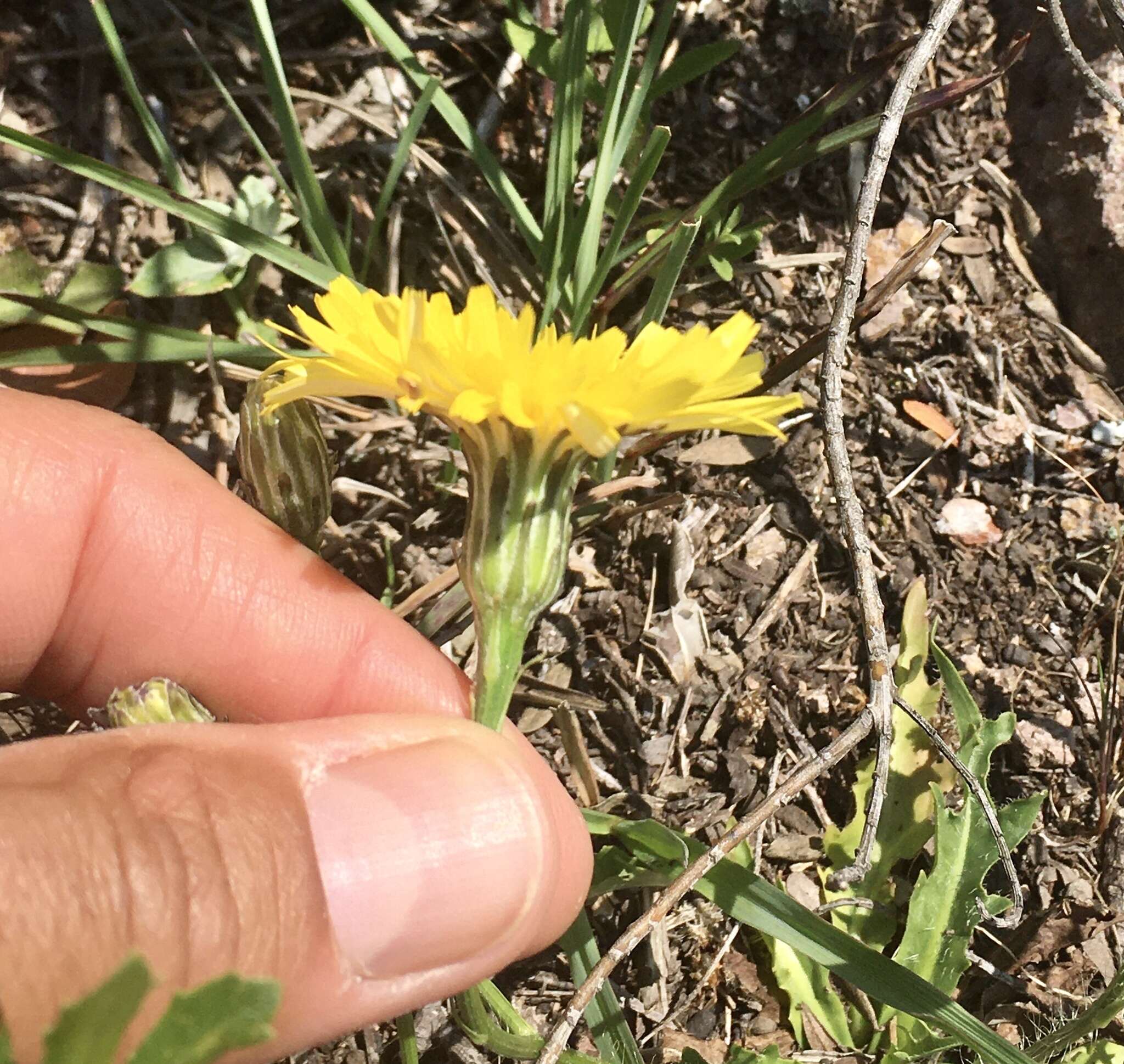 Image of Hypochaeris variegata (Lam.) Baker