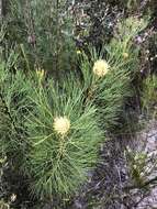 Image of Isopogon anethifolius (Salisb.) Knight