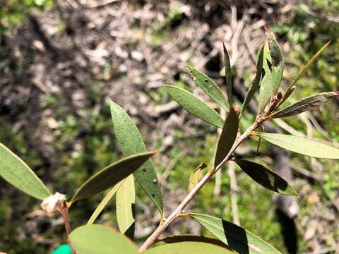 Sivun Callistemon pungens subsp. pungens kuva