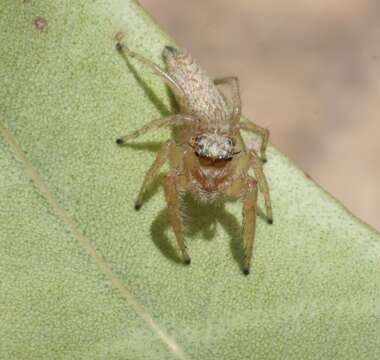 Image of Evarcha longula (Thorell 1881)