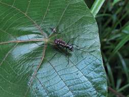 Plancia ëd Cicindela (Calochroa) lacrymans Schaum 1863