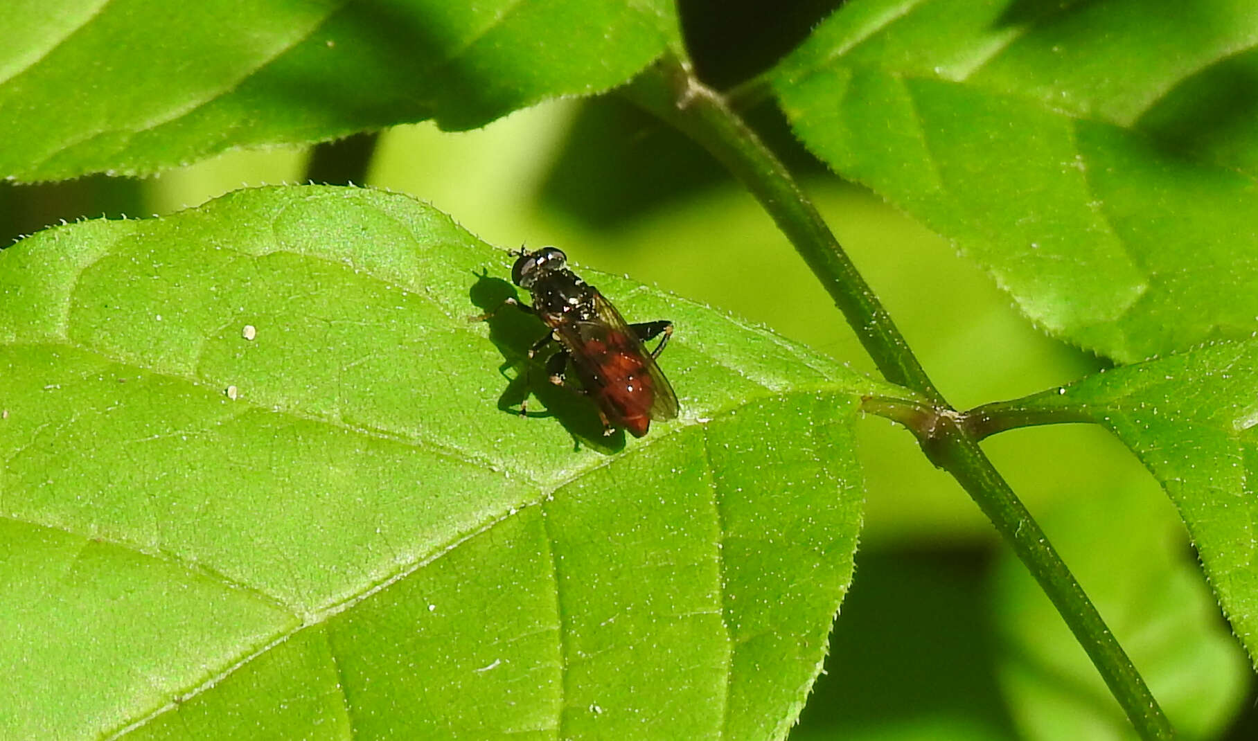 Image of Chalcosyrphus libo (Walker 1849)