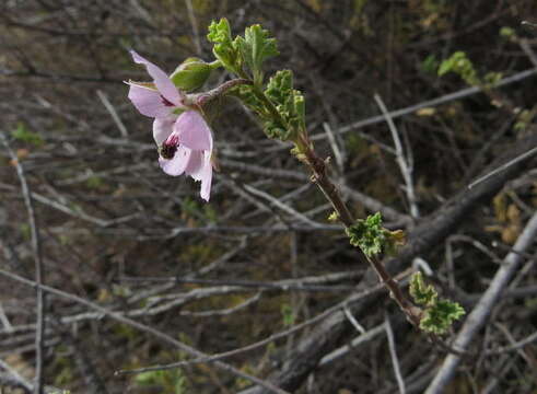 Image de Anisodontea triloba (Thunb.) D. M. Bates