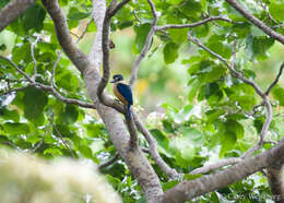 صورة Todiramphus recurvirostris Lafresnaye 1842