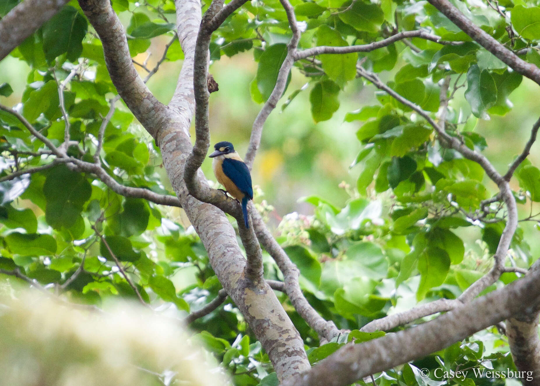 صورة Todiramphus recurvirostris Lafresnaye 1842