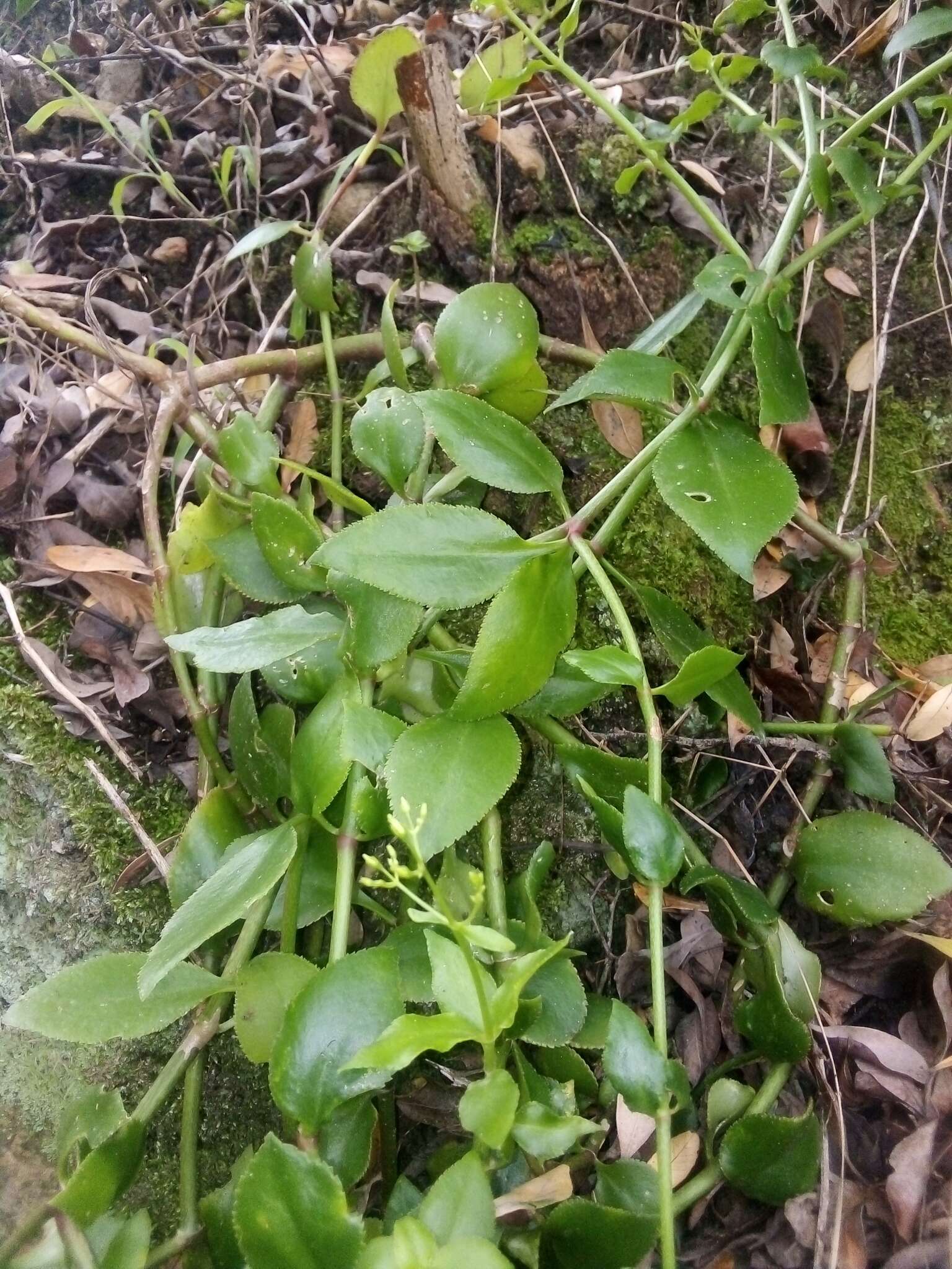 Image of Crassula sarmentosa Harv.