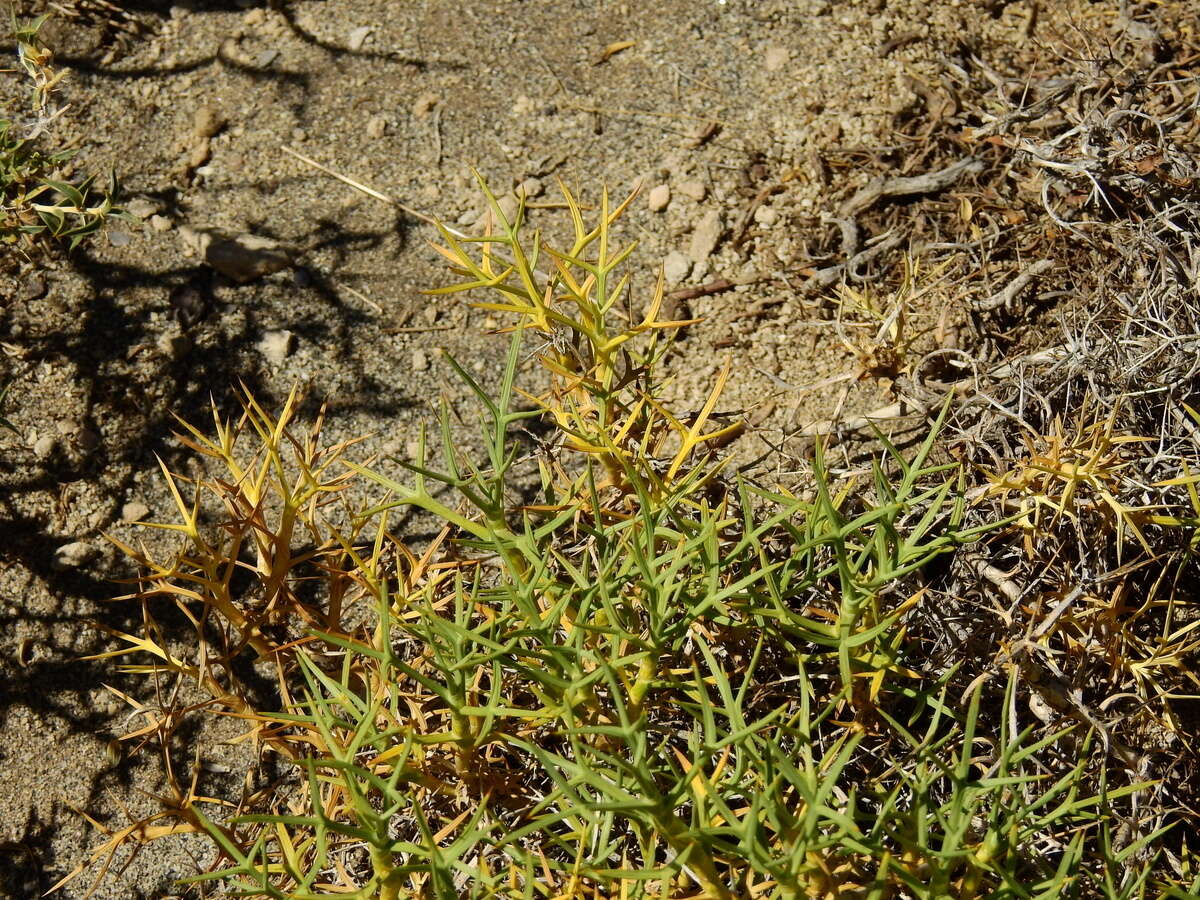 Imagem de Azorella prolifera (Cav.) G. M. Plunkett & A. N. Nicolas