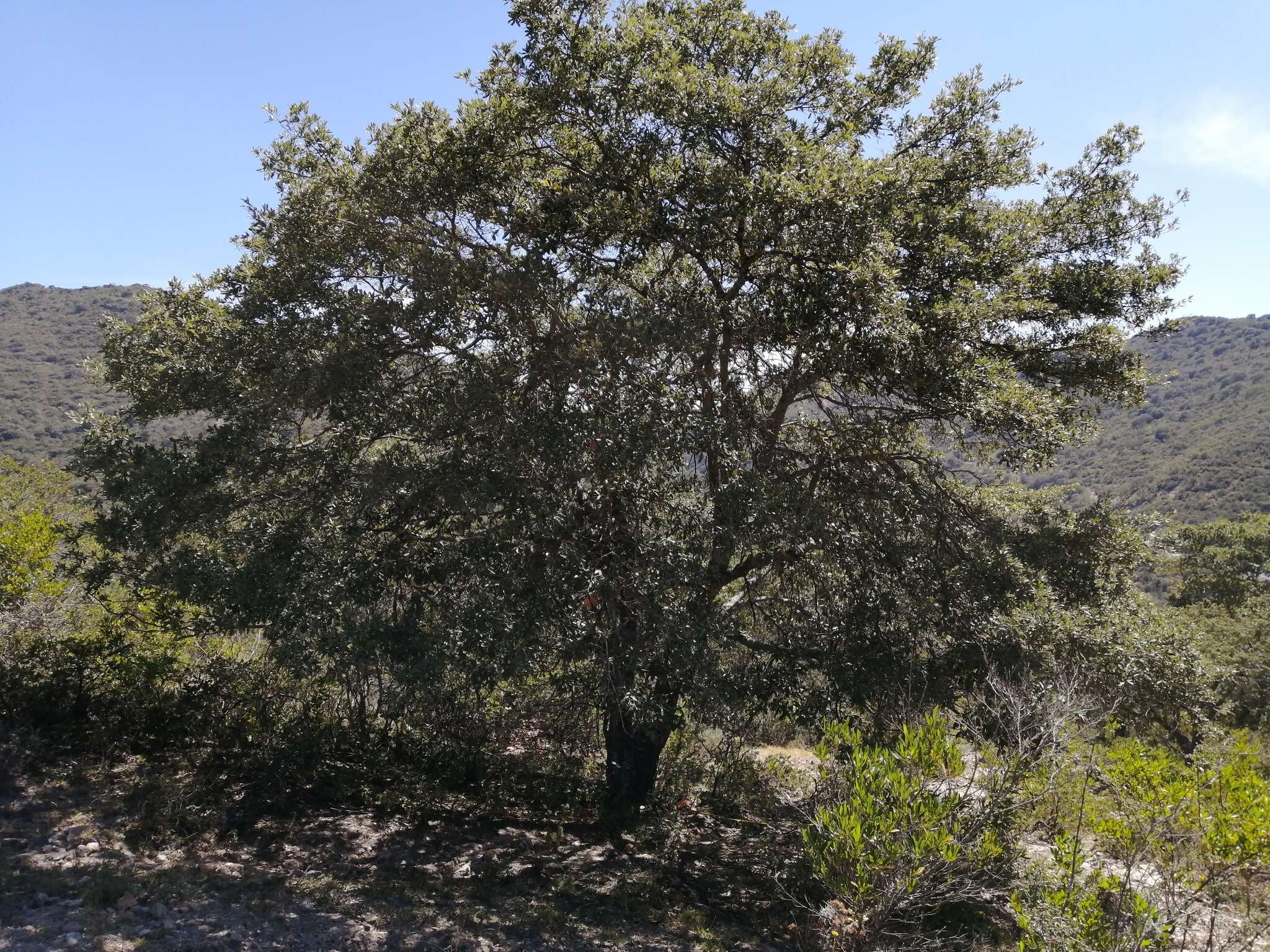 Image of Quercus mexicana Bonpl.