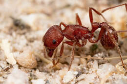 Слика од Pogonomyrmex subdentatus Mayr 1870