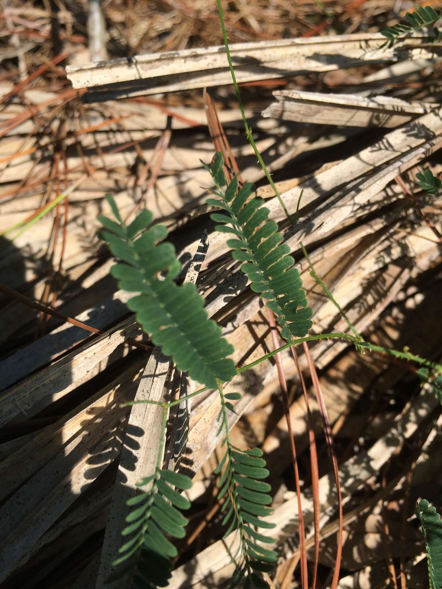 Image of Florida mimosa