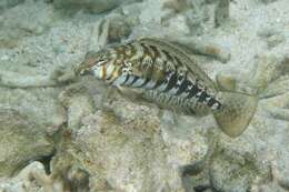 Image of Nosestripe grubfish