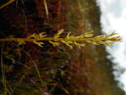 Image of Bog Orchid