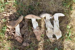 Image of Amanita ponderosa Malençon & R. Heim 1944