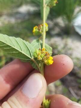 Image of Waltheria bahamensis Britton