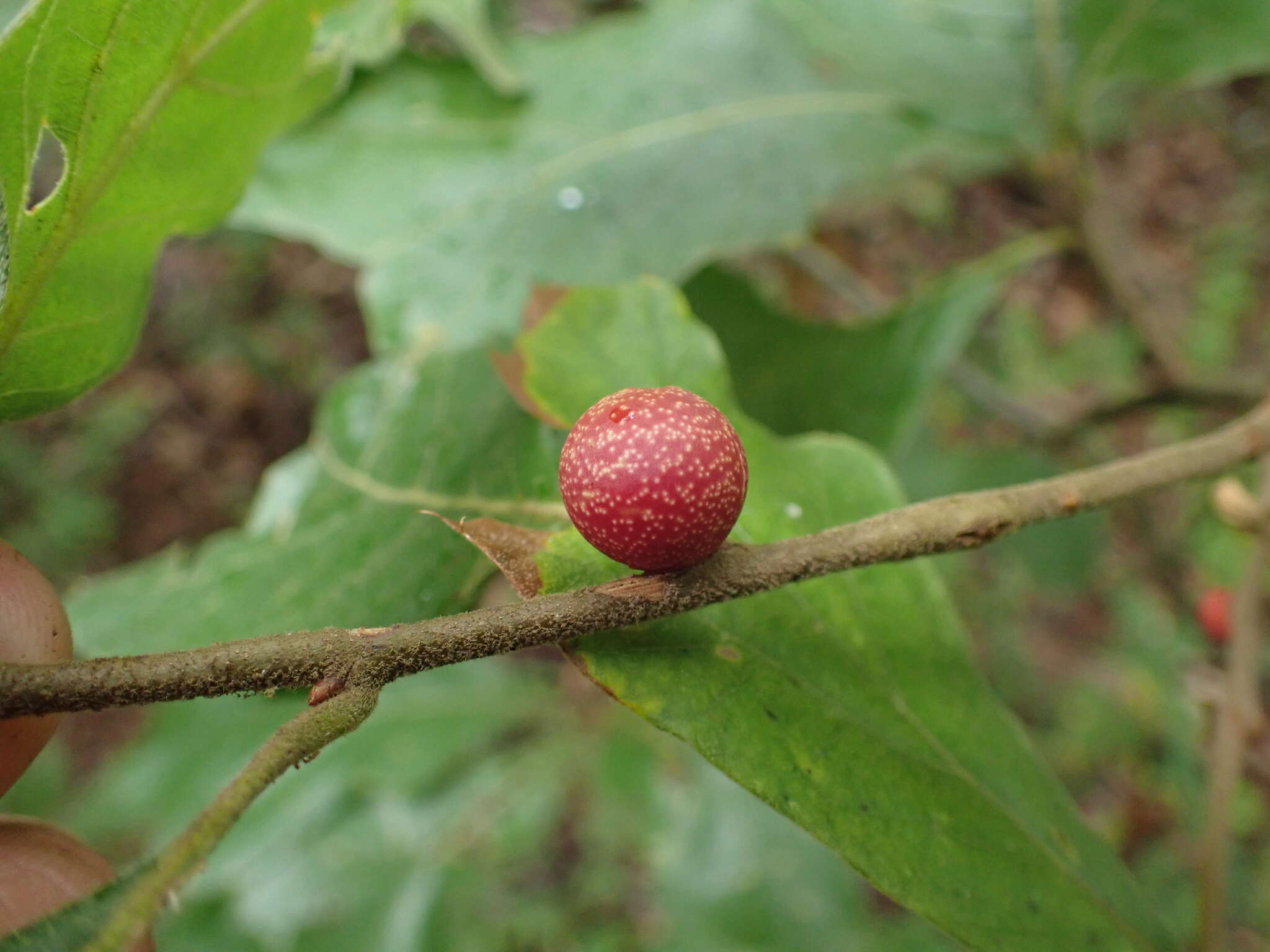 Image of Kokkocynips imbricariae (Ashmead 1896) Nieves-Aldrey, Nicholls, Tang, Melika, Stone, Pujade-Villar, Buffington, Maldonado & Medianero 2021