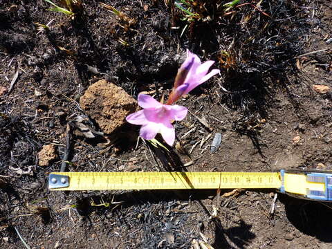 Plancia ëd Dierama pendulum (L. fil.) Baker