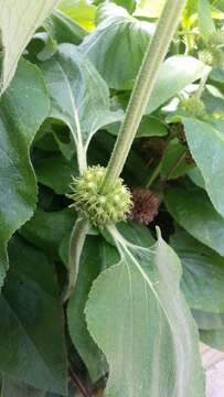 Image of Phlomis russeliana (Sims) Lag. ex Benth.