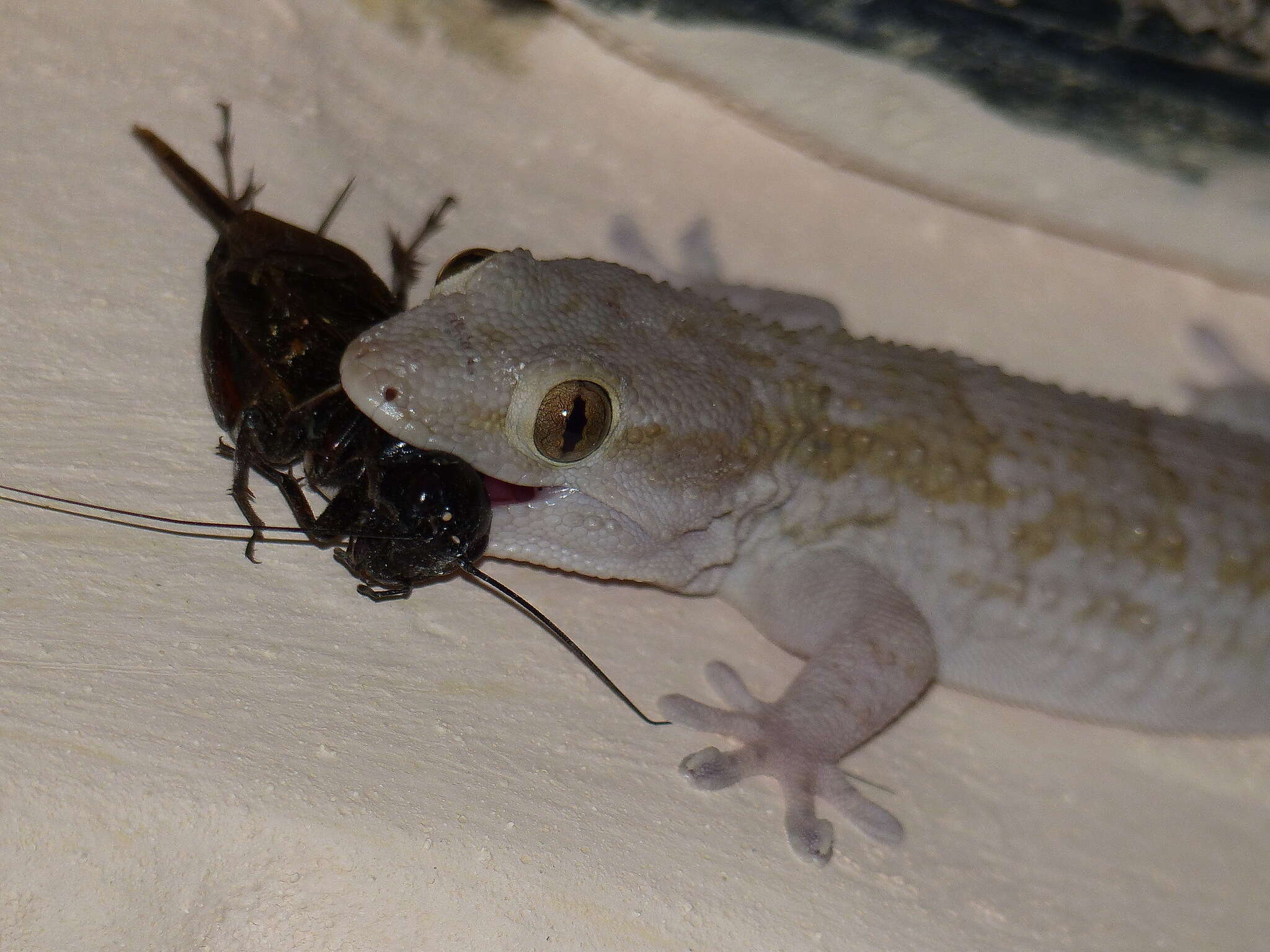 Imagem de Tarentola ephippiata senegambiae Joger 1984