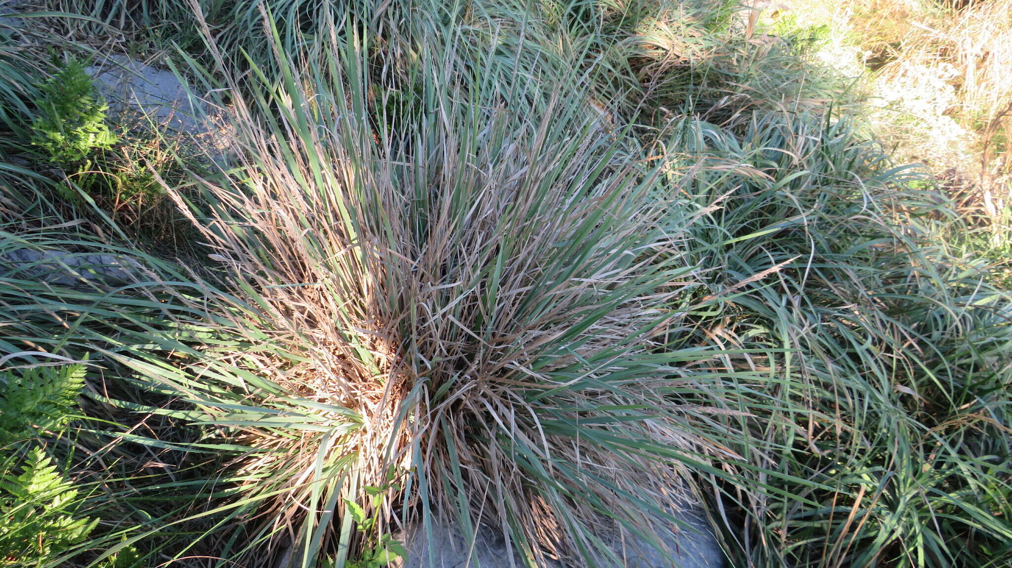 Image of Poa iridifolia Hauman