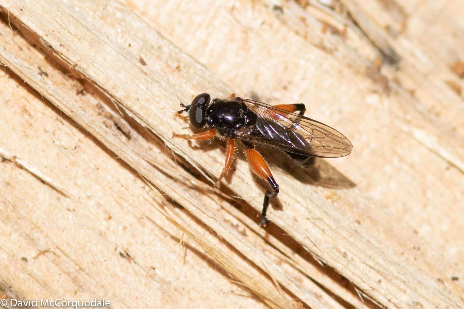 Image of Chalcosyrphus plesia (Curran 1925)