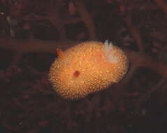 Image of Orange-peel doris