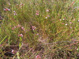 Image of Muraltia ericoides (Burm. fil.) Steud.