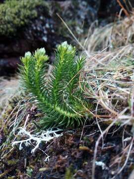 Image of Fir Club Moss