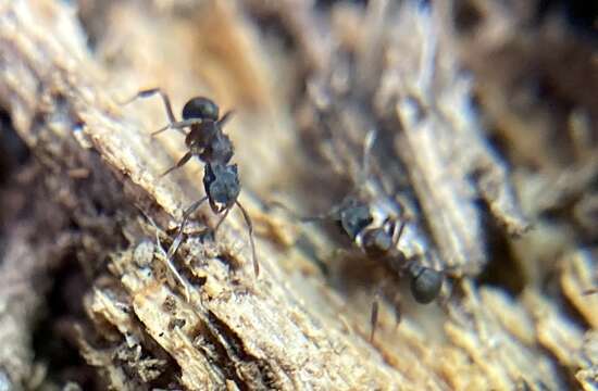 Image of Ant