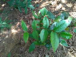 Image of Zanthoxylum nitidum (Roxb.) DC.